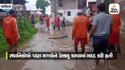 પાણી ઓસરતાં જ મગરના દિલધડક રેસ્ક્યુના અલગ અલગ વીડિયો સામે આવ્યા