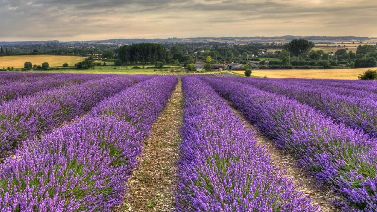 Champs de Lavande