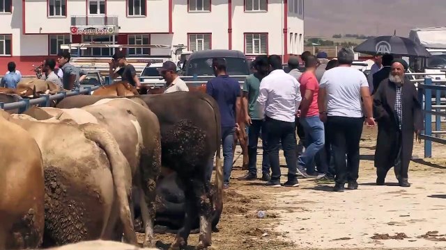 Doğu'nun 'gözde' kurbanlıkları otomobil fiyatına alıcı bekliyor - ERZURUM\IĞDIR