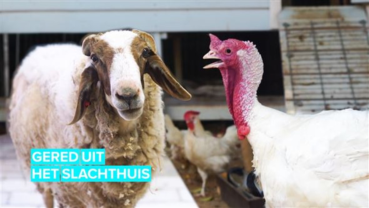 Deze boerderij redt dieren van het slachthuis