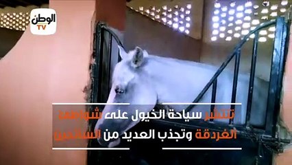 في طقوس خاصة.. رواج سياحة الخيول على شواطئ الغردقة