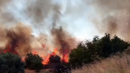 Manisa'da yaklaşık 300 zeytin ağacı yandı