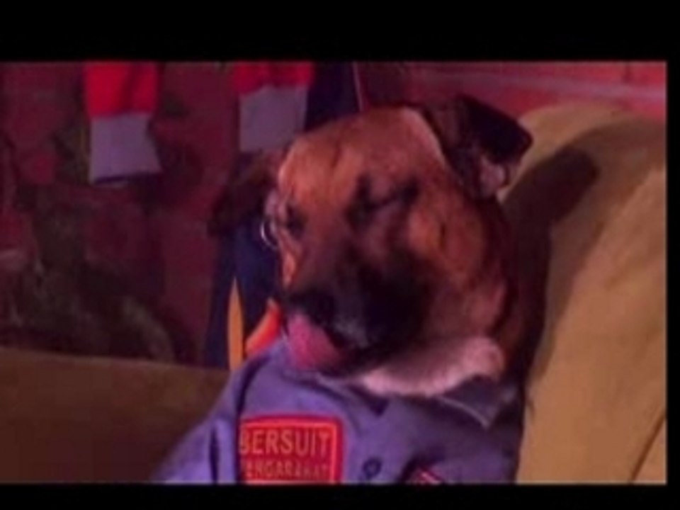 HotDog_WatchingTV