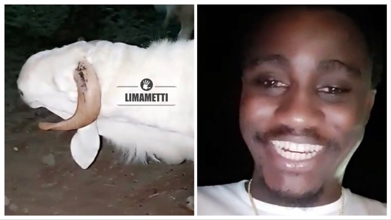 Wally Seck reçoit un mouton énorme de la part de Serigne Bara Mbacké