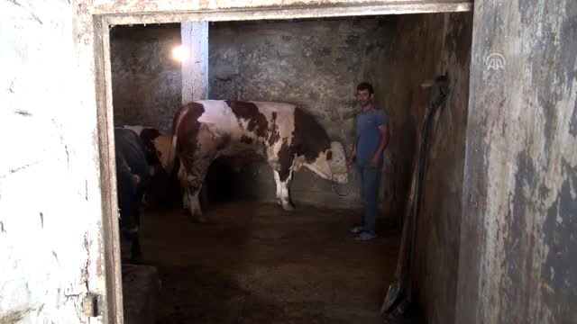 Doğu'nun gözde kurbanlıkları otomobil fiyatına alıcı bekliyor - KARS