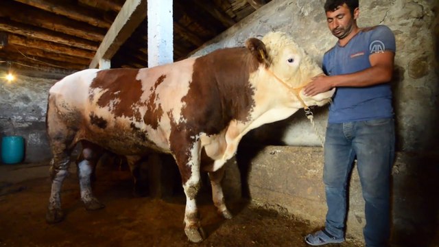 Doğu'nun 'gözde' kurbanlıkları otomobil fiyatına alıcı bekliyor - KARS