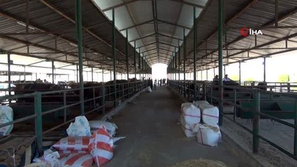 Manisa Hayvan Pazarı'nda padoklar boş kaldı