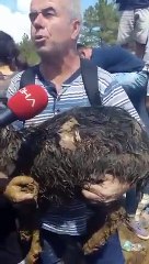 Kaz Dağları'nda toprağın altında bir gün kalmış keçi bulundu "O nasıl dayandıysa biz de öyle dayanacağız!"