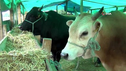 Çorlu kurban pazarının Paşası 25 bin TL'ye satıldı