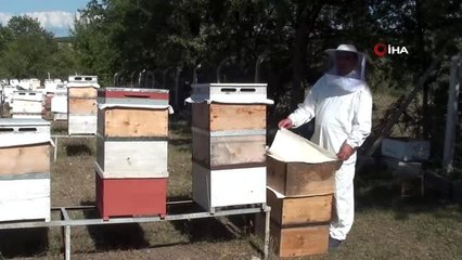 - Çorum'da "bal hasadı" başladı