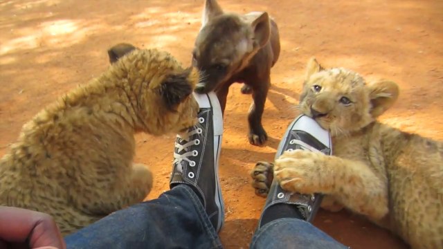 Quoi de plus mignon que ces lionceaux et ces bébés hyènes qui jouent ensemble
