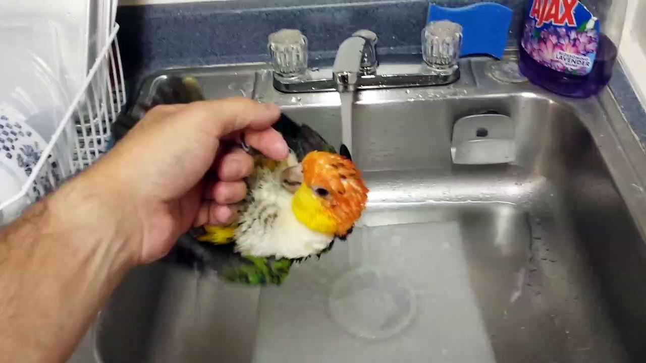 Bird Loves its Bath