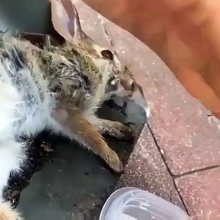 Un bébé lapin retrouvé tout sale et fatigué se fait aider par un jeune homme. Émouvant !