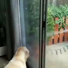 Quand un chiot veut sortir jouer dans le jardin à tout prix. Trop cute !