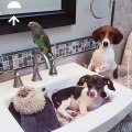 Quand un perroquet, un chat et un chien se croit dans un spa pour animaux. Trop drole !