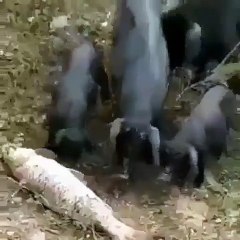 INCROYABLE ! Une bande de cochons sauve un poisson !