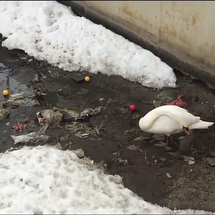 Ce cygne fait plus que la plupart des humains pour nettoyer l’environnement. Regardez !