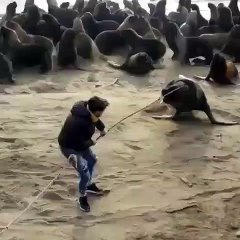 Incroyable sauvetage ! Le pneu était coincé autour de la tête de ce lion phoque !