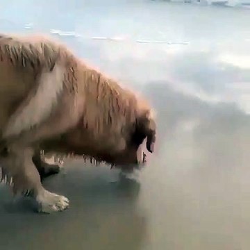 Cette chienne a trouvé un nouveau meilleur ami. Trop chou !