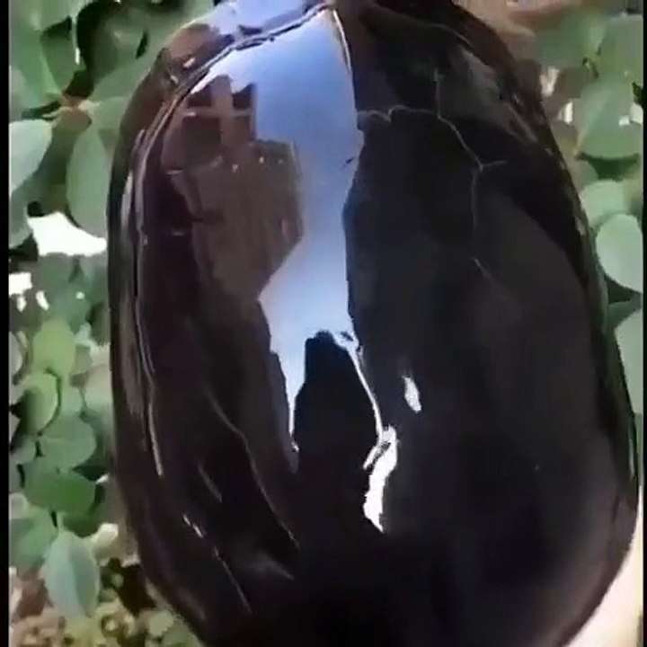 Superbe Tortue ! Son dos resplendit comme un miroir !