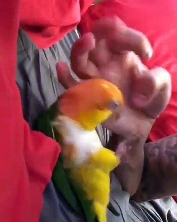 Magnifique ! Admirez le beau plumage de cette perruche !