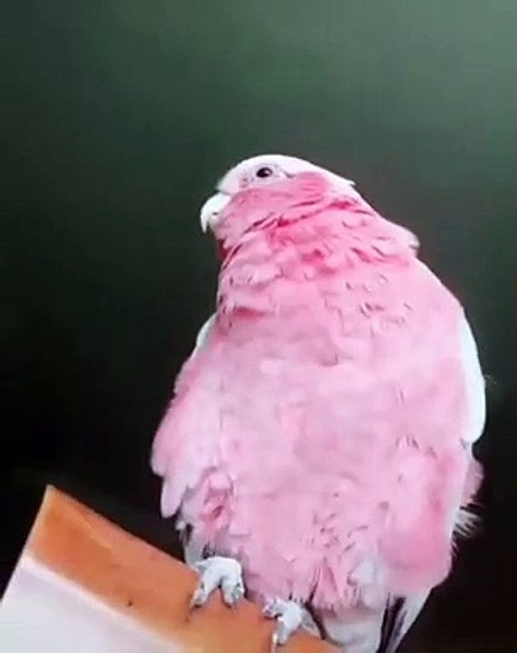 Cet oiseau et sa maman sont trop adorables. Admirez !