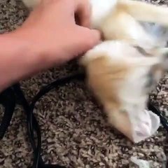 Un mignon bébé renard très joyeux qui sait comment le montrer. A voir !