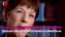 Hallazgo de proteína que protege células cancerígenas ayudaría a combatirlas