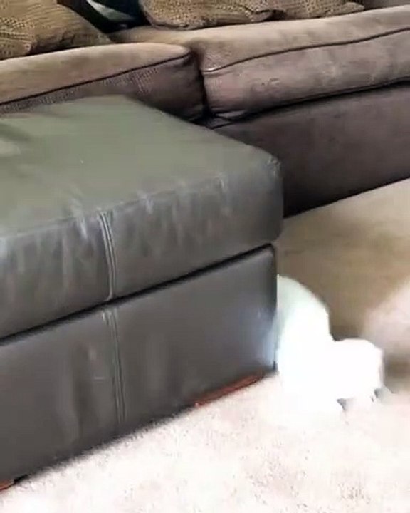 Ce furet veut des caresses et sait comment faire pour en avoir. Trop chou !