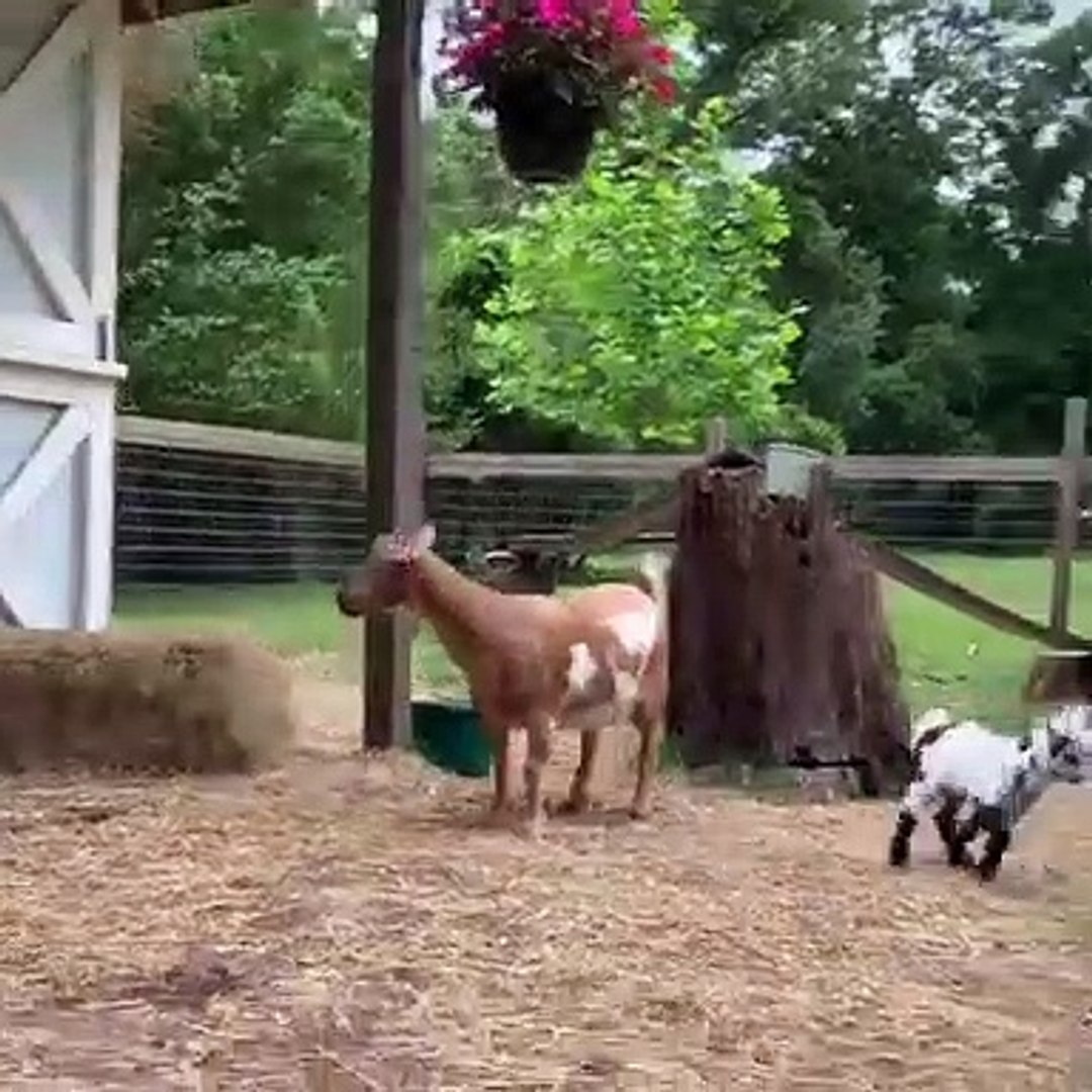 Lorsqu Un Bebe Chevre Est De Bonne Humeur Voici Ce Que Ca Donne Video Dailymotion