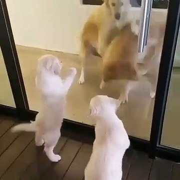 Émouvant ! Ces chiots reconnaissent leurs mamans après une longue séparation !