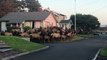 Huge Elk Herd Gather Outside House