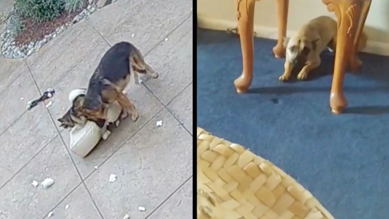 Guilty Pups Are Lucky They're Adorable