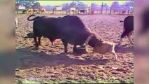 CATS VS. GOATS - MORE Epic Animal Fight Videos of 2016 Weekly Compilation - Funny Pet VIdeos
