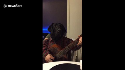 Man-dog shows off his guitar skills