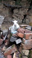 Pygmy Goat Looking Cute
