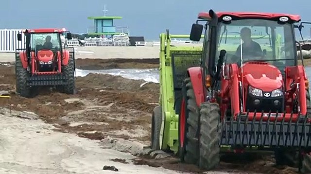 Sargazo que invade playas del Caribe y Golfo de México es “la nueva norma”