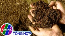 THVL | Nông nghiệp bền vững: Hợp tác nuôi trùn quế