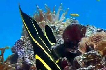 강남 아테나 지중해가라오케 ↖김사랑Ø1Øn2393v1922 강남역 역삼동 어진눈빛의 다시그시간이