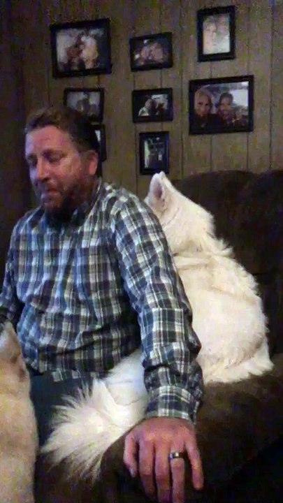 Man Vs. Husky