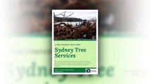 Professional Tree lopper Services in Sydney | The Tree Doctor