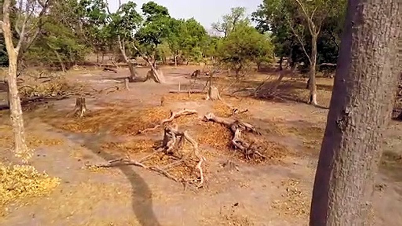 Haidar, l’homme qui plante des arbres