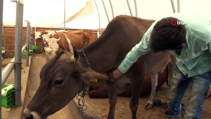 Devlet desteğiyle hayvanları oldu, süt besiciliği yapıyor