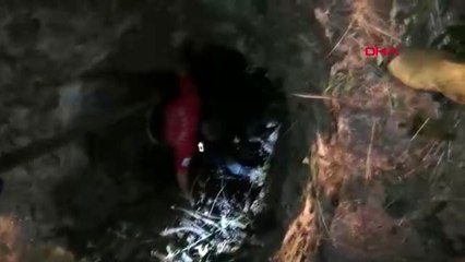 MARDİN KUYUYA DÜŞEN İNEĞİ İTFAİYE KURTARDI