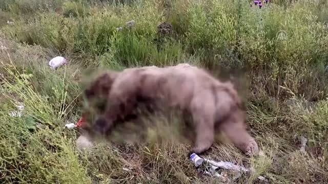 Tüfekle vurulmuş bozayı bulundu