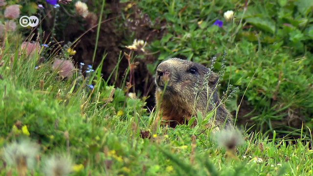 Climate change - Europe's melting glaciers (Nature Documentary)