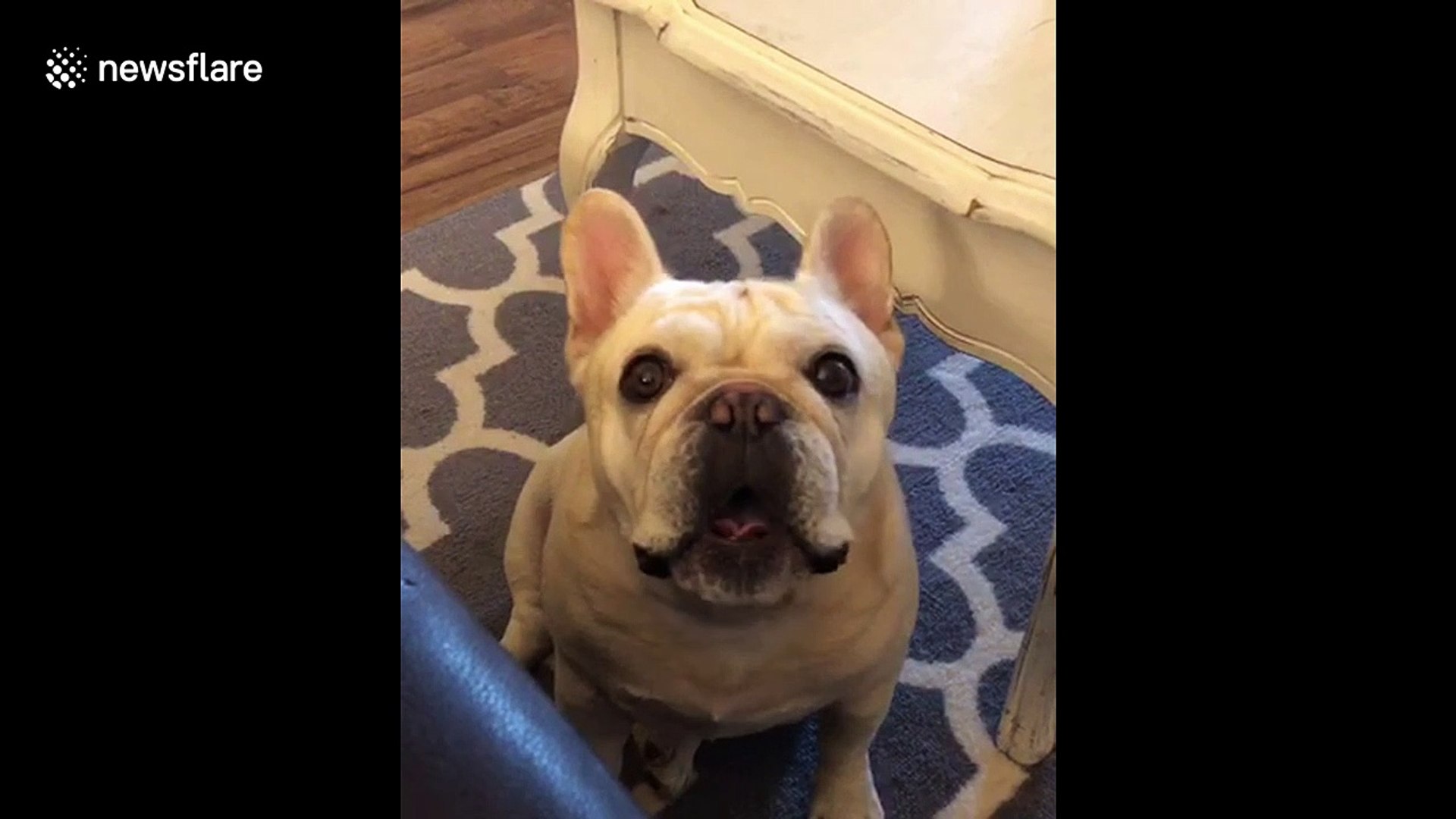 french bulldog yelling
