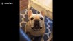 Angry French bulldog throws a tantrum like a child over Cheerios