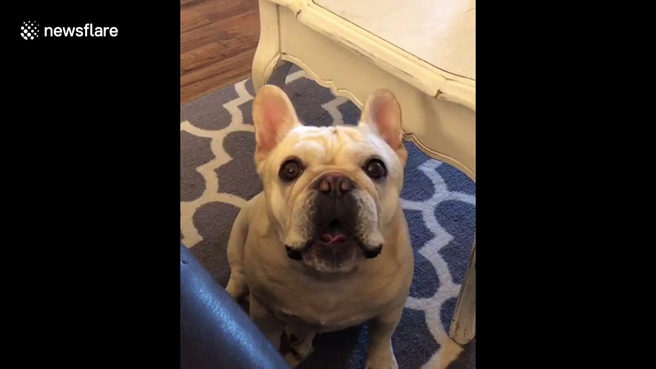 Angry French bulldog throws a tantrum like a child over Cheerios