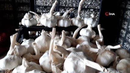 Tarlada 8 ila 10 lira arasında alıcı buluyor...Araban sarımsağı üreticisinin yüzünü güldürdü